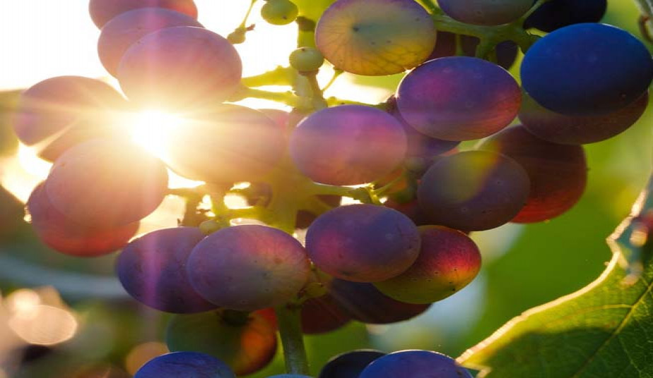 12 Day Wine Routes in Northern Greece & Peloponnese from Grape to Wine!