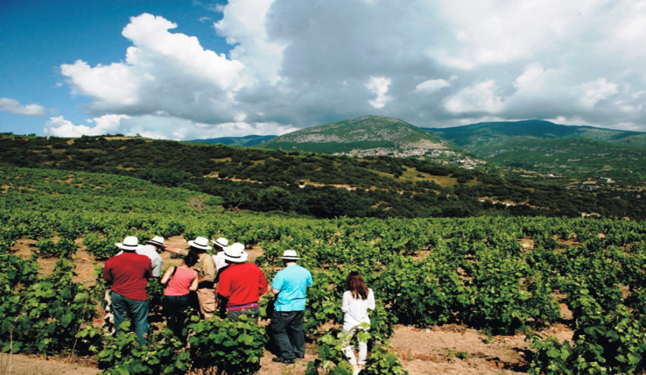 12 Day Wine Routes in Northern Greece & Peloponnese from Grape to Wine!
