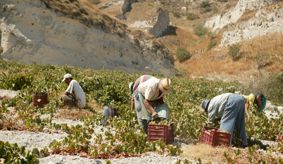 6 Day Wine Tour at Ancient Nemea, Peloponnese & Wine Tour in Santorini