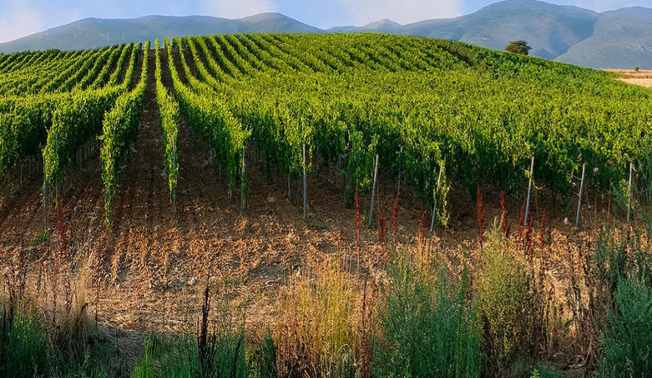 6 Day Wine Tour at Ancient Nemea, Peloponnese & Wine Tour in Santorini