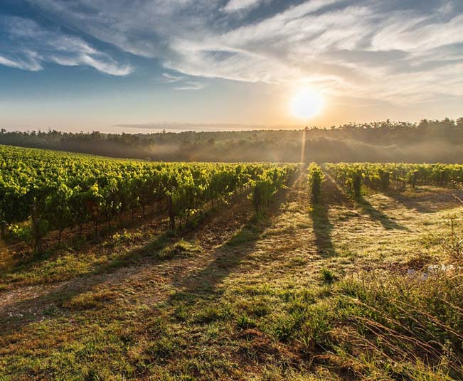 Exquisite Half-Day Wine Tour: Unearth Athens' Award-Winning Wineries