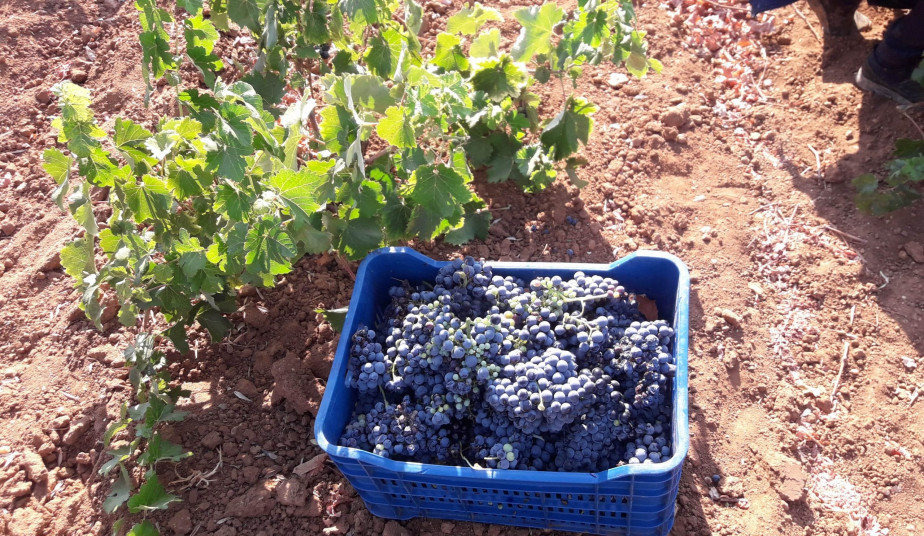 Half-Day Athens Wine Tour – Visit Two Wineries in East Attica