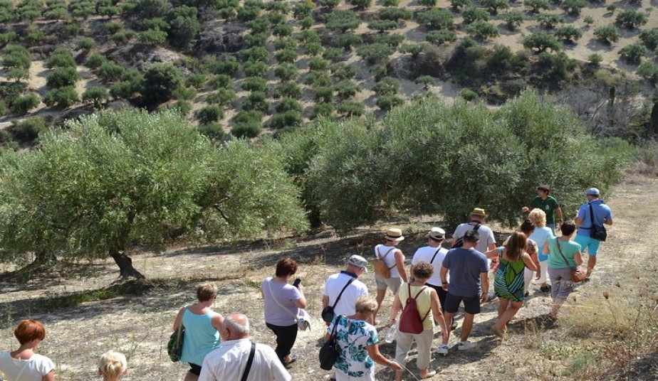Guided Tour Knossos, Olive Oil & Farm-to-Table Experience at a Cretan Farm