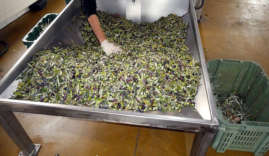 Guided Tour Knossos, Olive Oil & Farm-to-Table Experience at a Cretan Farm