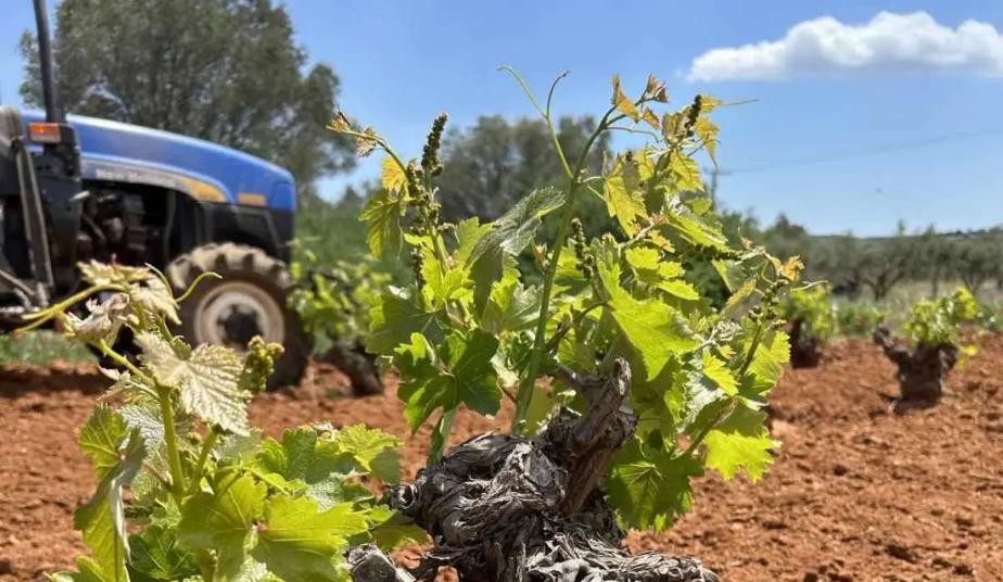 Private Cape Sounio trips & Wine Tasting