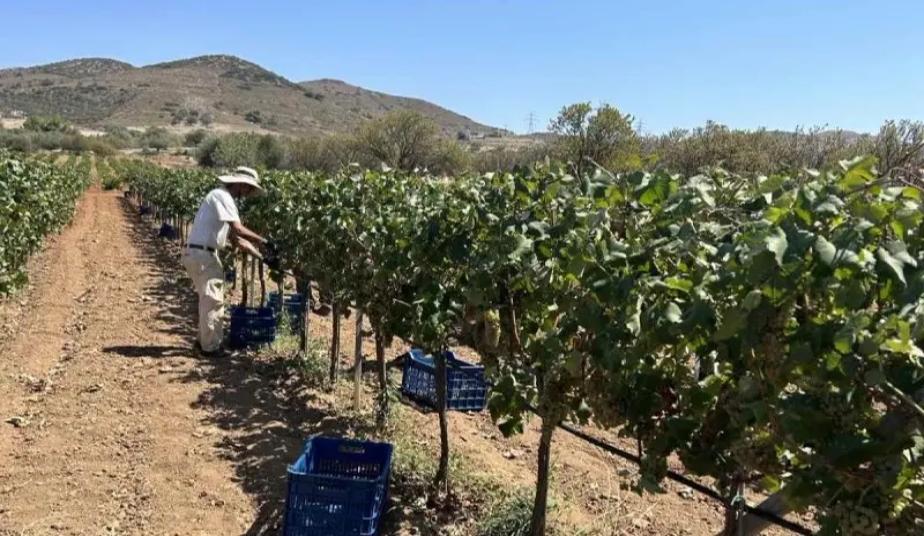 Private Cape Sounio Tour & Wine Tasting Athens