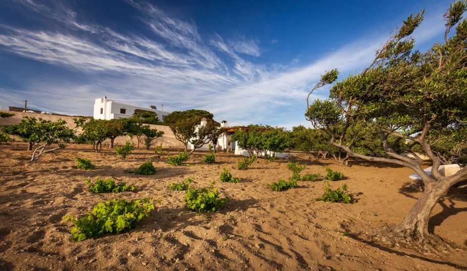 Wine Tour Mykonos, Olive Oil Tasting, Local Delicatessen & Live Music