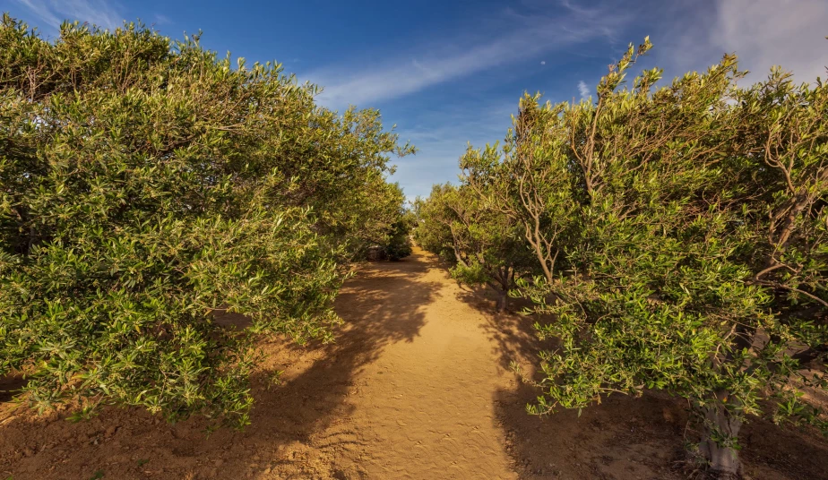 Wine Tour Mykonos, Olive Oil Tasting, Local Delicatessen & Live Music