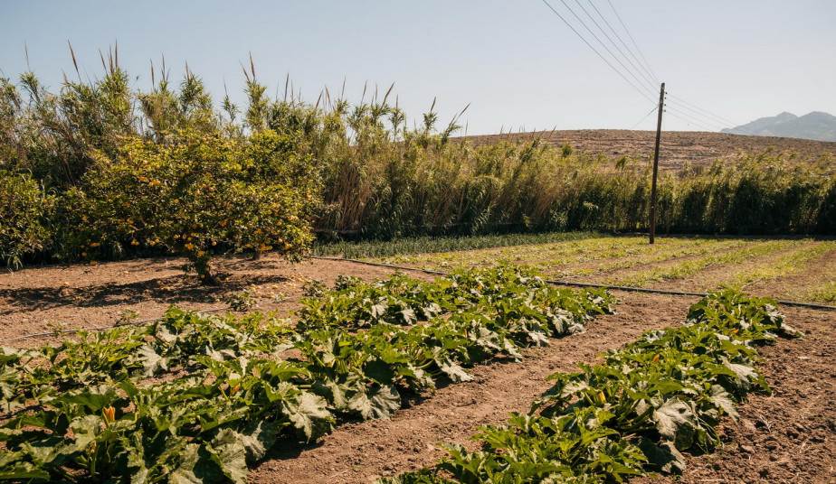 Hands-On Naxian Farm & Traditional Wood-Fired Cooking Experience