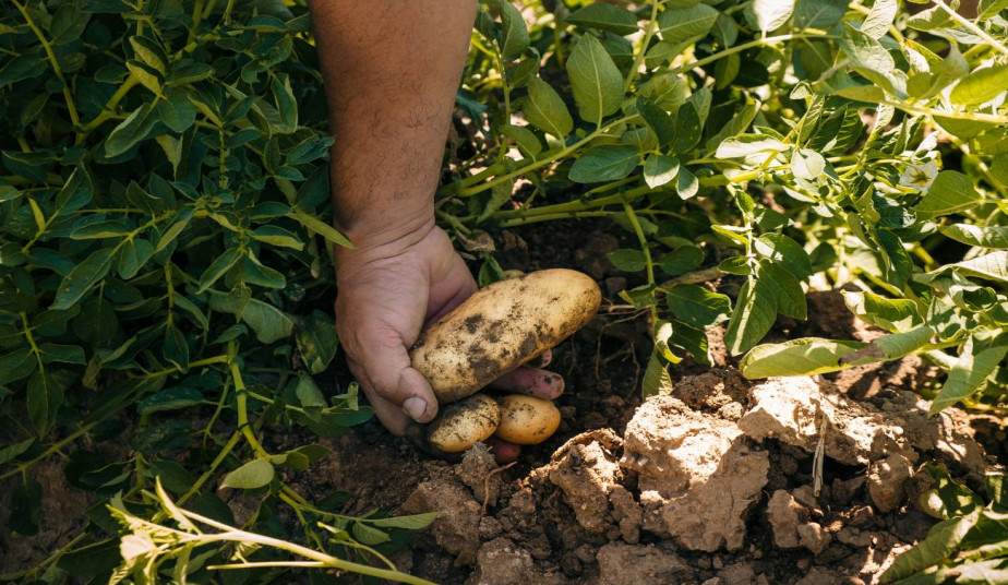 Hands-On Naxian Farm & Traditional Wood-Fired Cooking Experience