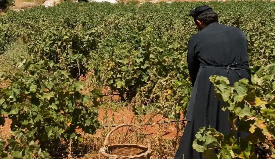 A monk working in the vineyards of Agia Triada Monastery near Chania