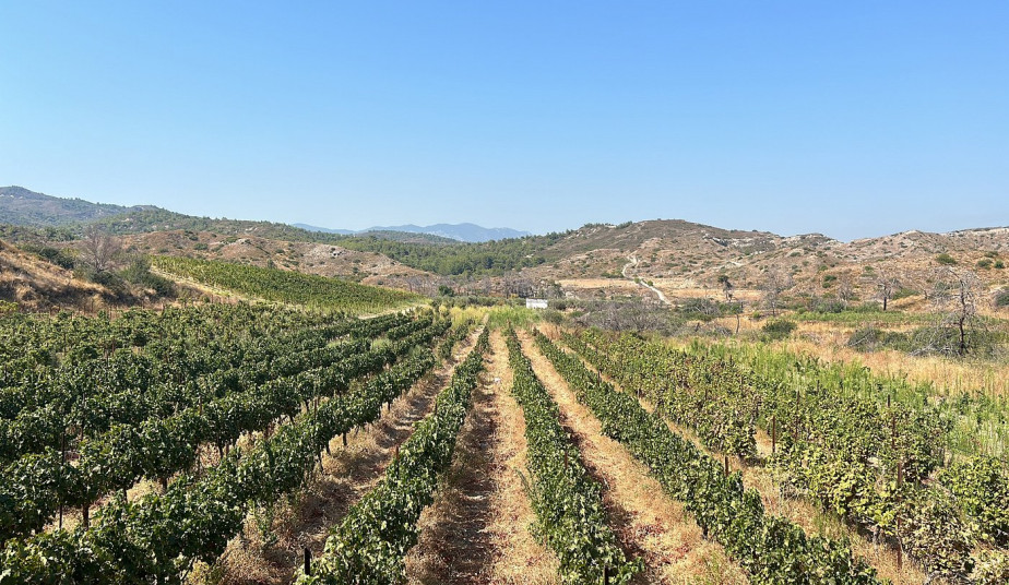 4-Hour Private Tour in Rhodes: Valley of the Butterflies & Wine Tasting