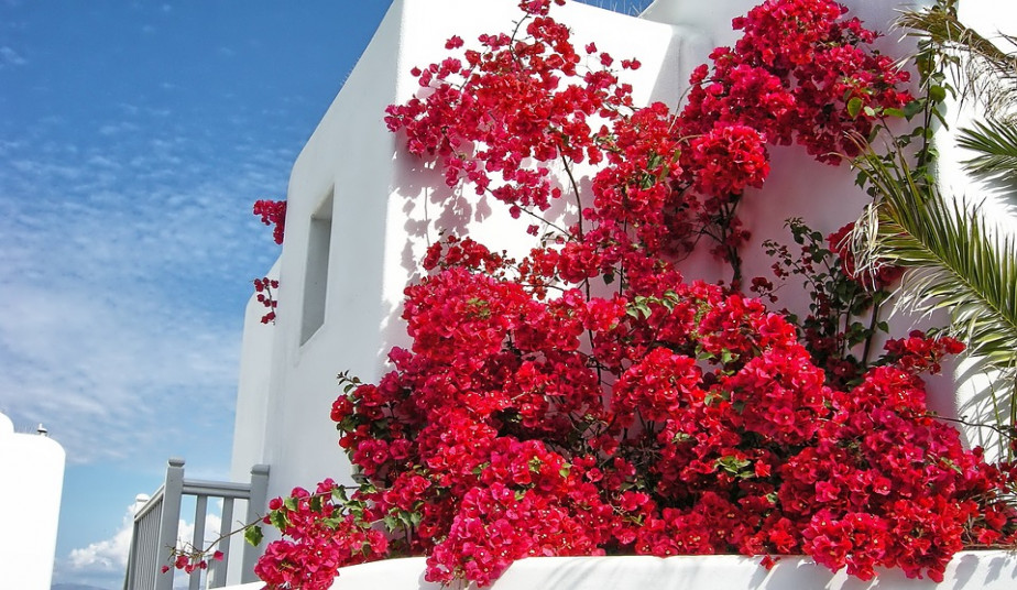 Guided Walking Tour Mykonos Town, Little Venice, Windmills & Beaches