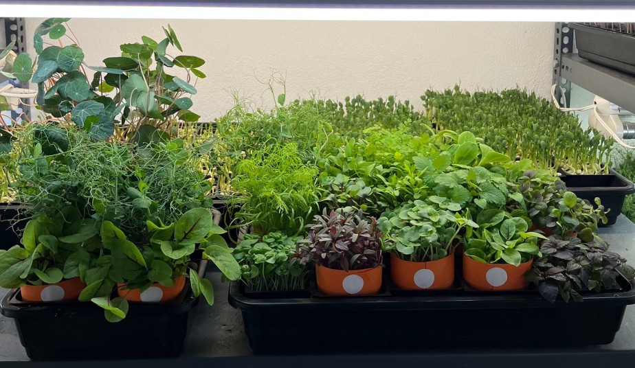 Santorini Experience, Oia Village, Farm-to-Table Lunch