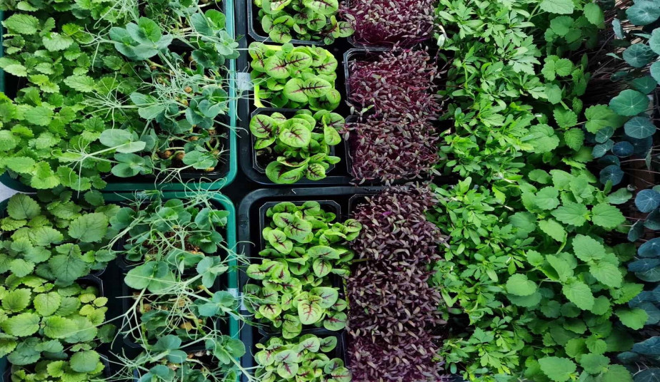 Santorini Experience, Oia Village, Farm-to-Table Lunch