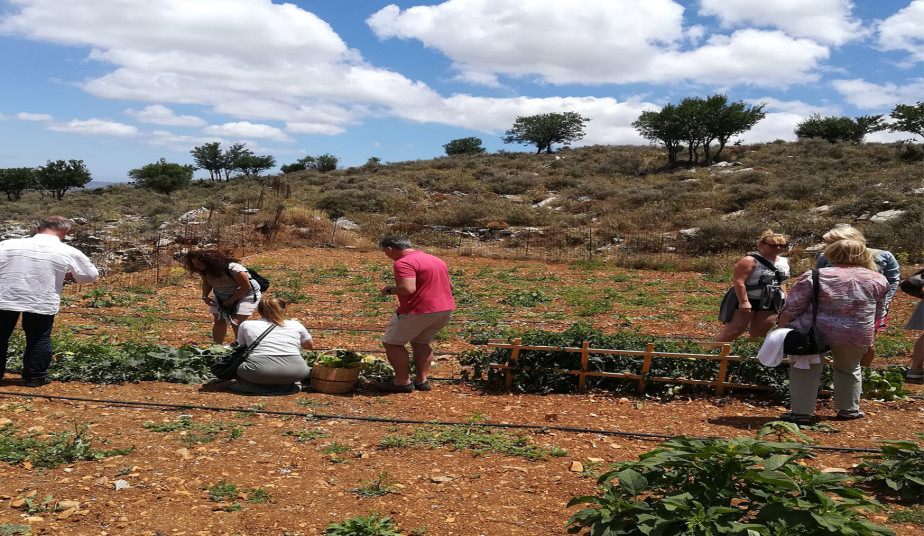 Shepherd’s Shelter Experience in Crete to Traditional Farm & Food Tour