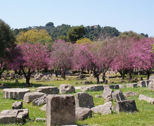 Shore Excursion at Ancient Olympia, Museum  & Greek Wine Tasting