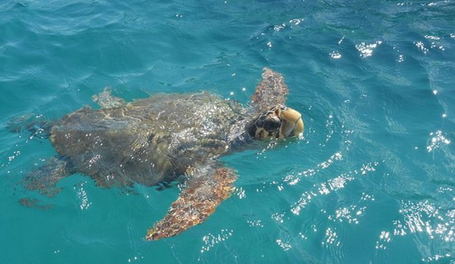 3 Hours Group Cruise to Turtle island a Sea Turtle Photo Tour Zakynhtos