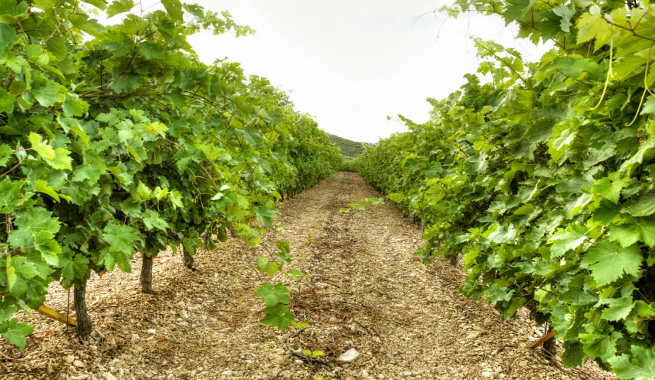 Wine Tour in Nemea to Discover the Best Wine Routes of the Peloponnese