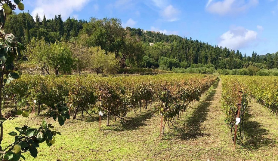 Wine Tour & Wine Tasting in Kefalonia, Village of Assos & Myrtos Beach