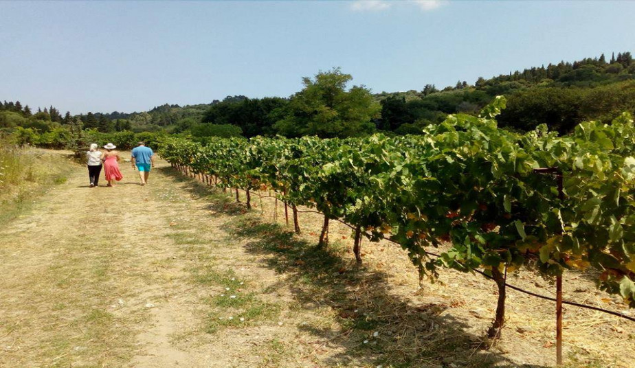 Wine Tour & Wine Tasting in Kefalonia, Village of Assos & Myrtos Beach