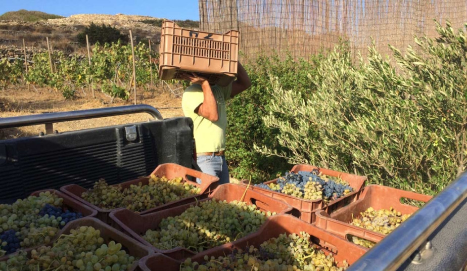 Paros Wine Tasting  with Visit to Organic Local Farm - Experience Greek Flavors