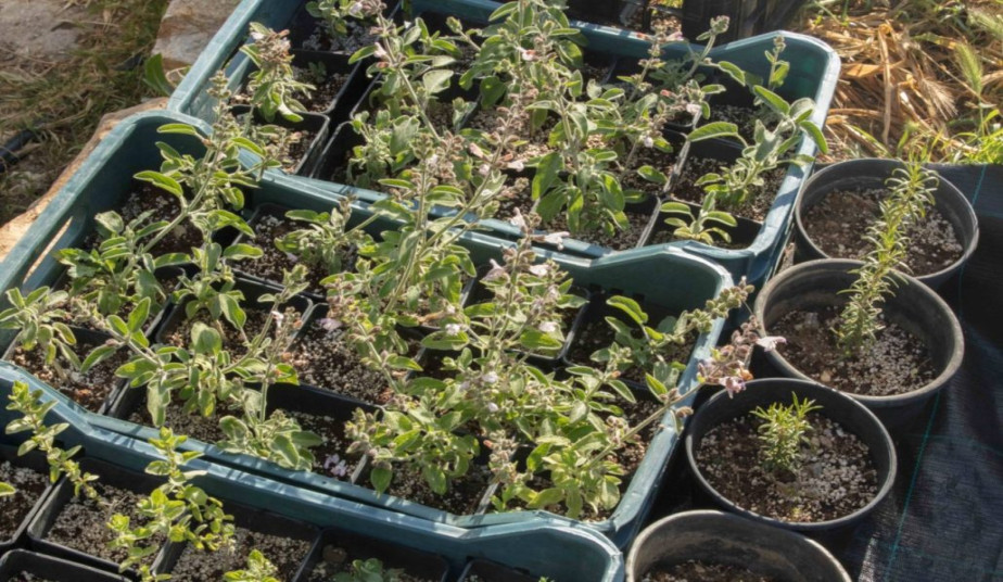 Paros Wine Tasting  with Visit to Organic Local Farm - Experience Greek Flavors