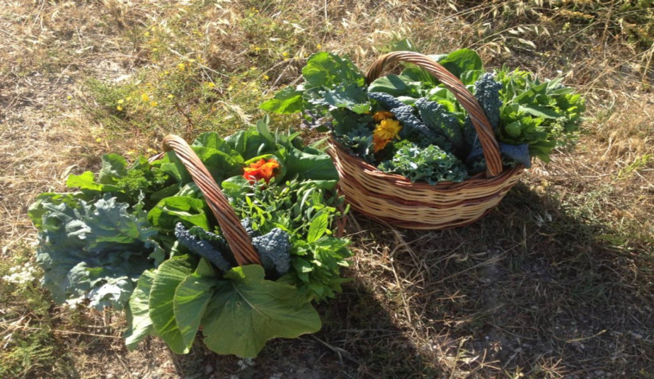 Paros Wine Tasting  with Visit to Organic Local Farm - Experience Greek Flavors