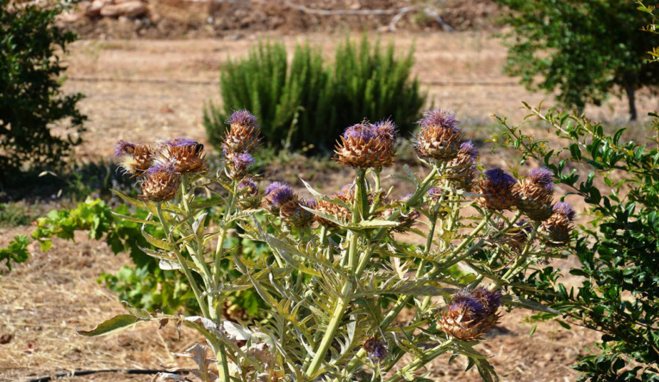 Paros Wine Tasting  with Visit to Organic Local Farm - Experience Greek Flavors