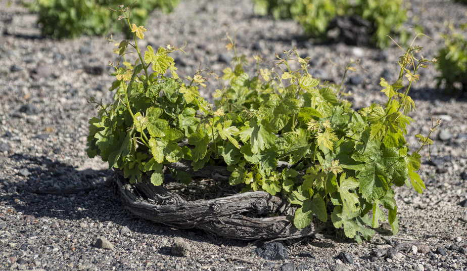 Santorini Wine Tour: Taste Local Wines, Enjoy Wine Tastings & Caldera Views